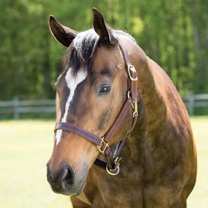 BRAND NEW SmartPak Double Stitch Halter - Oversized Brown